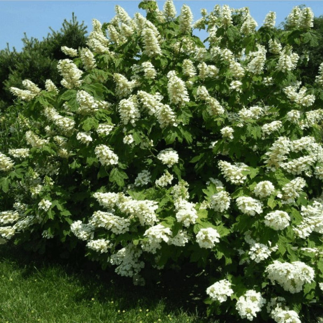 Alice Hortensja dębolistna Hydrangea quercifolia