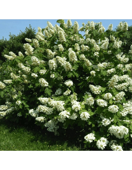 Alice Hortensja dębolistna Hydrangea quercifolia