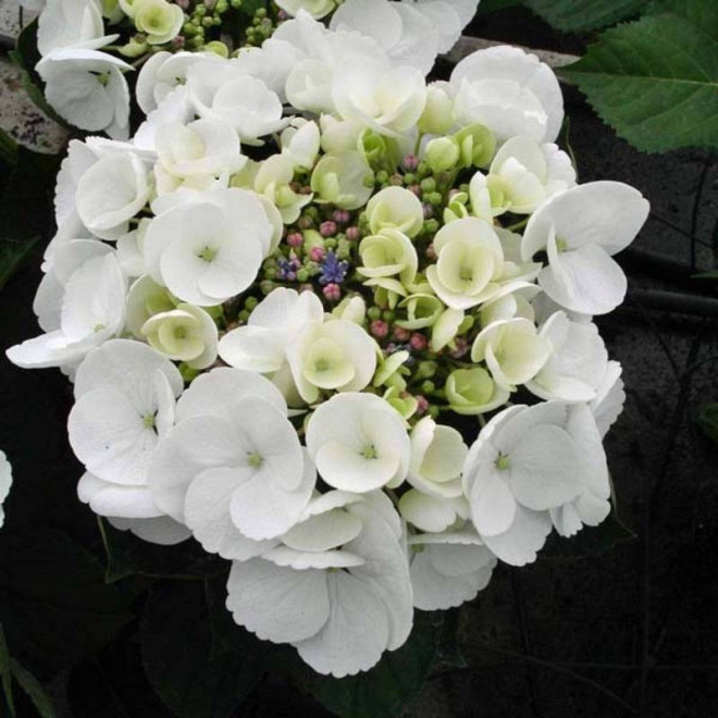 Hortensja ogrodowa Libelle Hydrangea macrophylla - Szkółka Florela