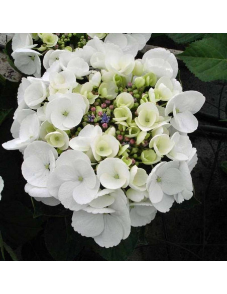 Hortensja ogrodowa Libelle Hydrangea macrophylla - Szkółka Florela
