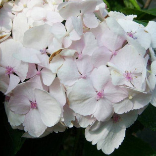 Hortensja ogrodowa Madame Emile Mouillere Hydrangea macrophylla