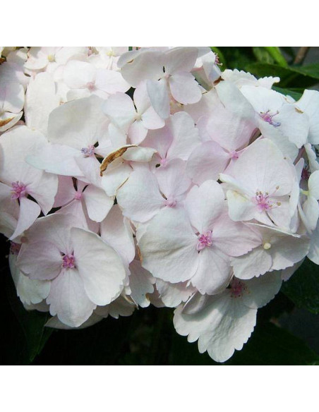 Hortensja ogrodowa Madame Emile Mouillere Hydrangea macrophylla
