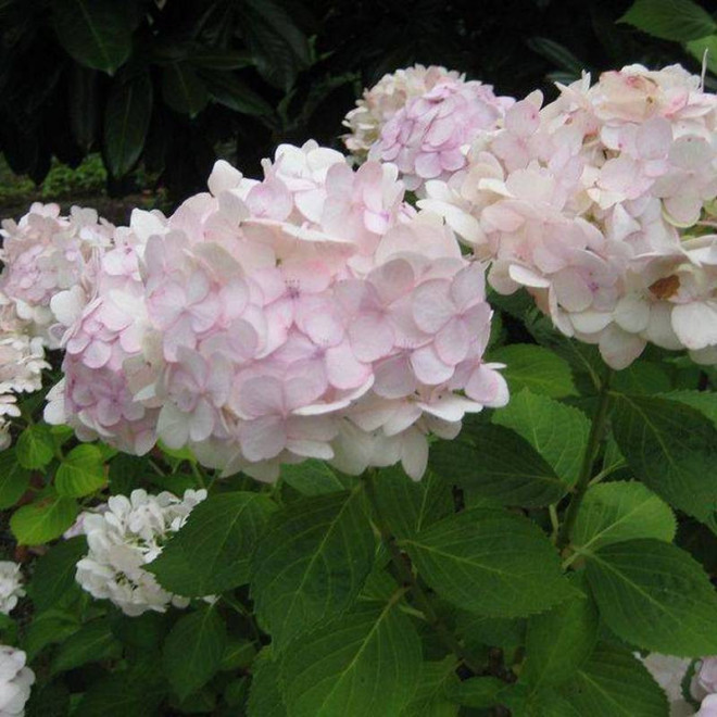 Madame Emile Mouillere Hydrangea macrophylla Hortensja ogrodowa