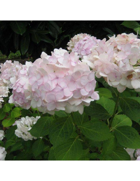 Madame Emile Mouillere Hydrangea macrophylla Hortensja ogrodowa
