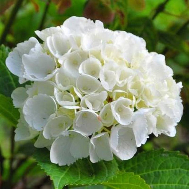 Hortensja ogrodowa Hydrangea macrophylla Madame Emile Mouillere