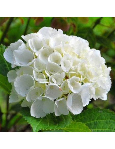 Hortensja ogrodowa Hydrangea macrophylla Madame Emile Mouillere