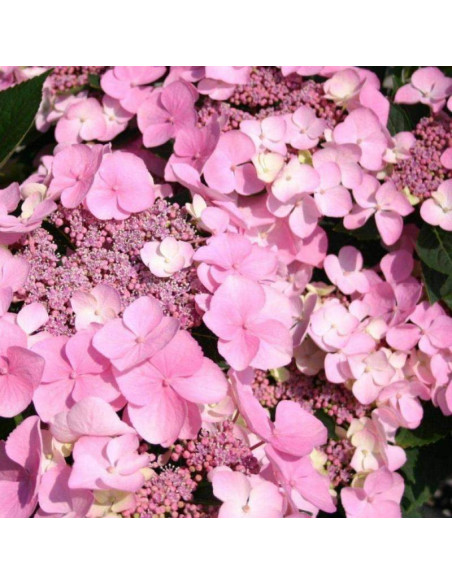 Hortensja ogrodowa Mariessi Perfecta Hydrangea macrophylla