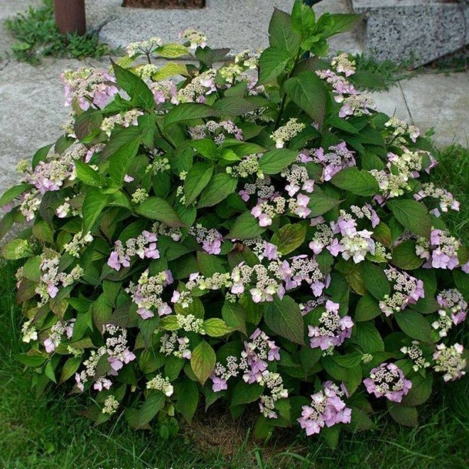Mariessi Perfecta Hydrangea macrophylla Hortensja ogrodowa