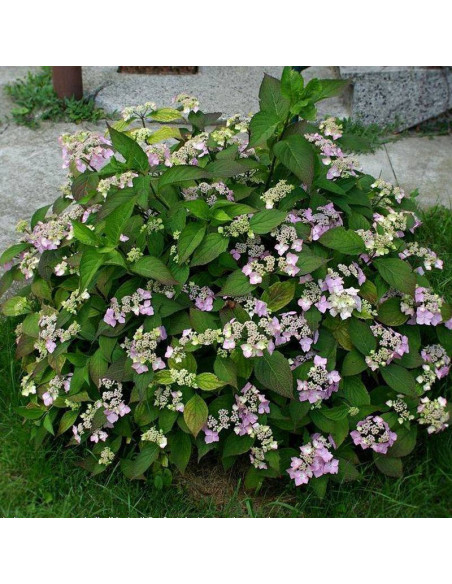 Mariessi Perfecta Hydrangea macrophylla Hortensja ogrodowa