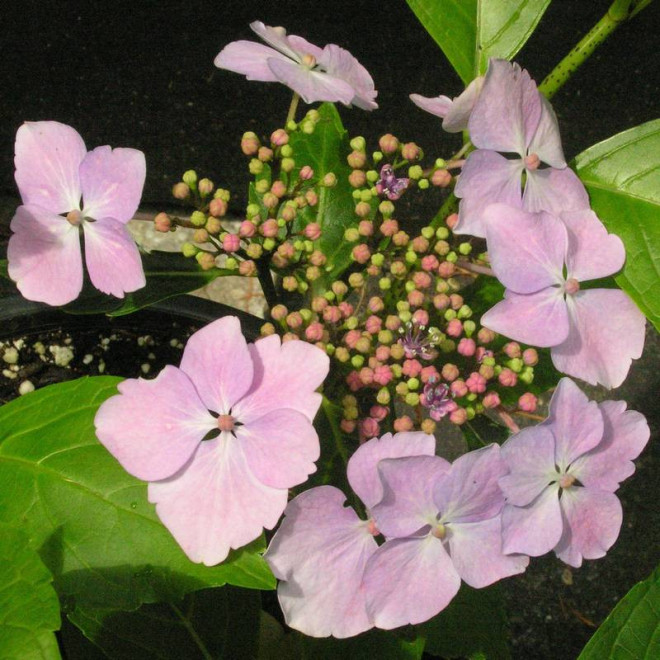 Hortensja ogrodowa Mariessi Perfecta Hydrangea macrophylla - Florela