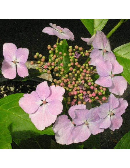Hortensja ogrodowa Mariessi Perfecta Hydrangea macrophylla - Florela