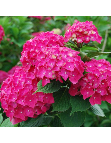 Hortensja ogrodowa Pia Hydrangea macrophylla