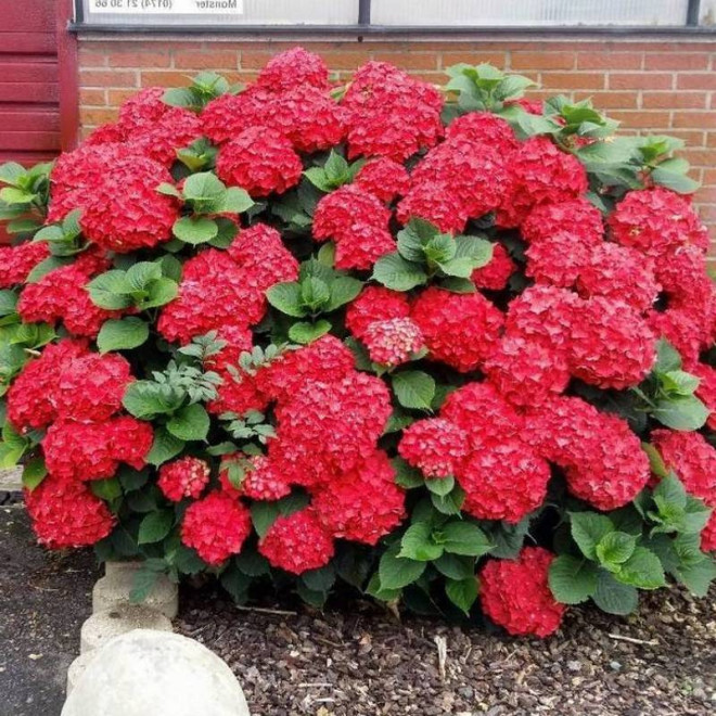 Pia Hydrangea macrophylla Hortensja ogrodowa