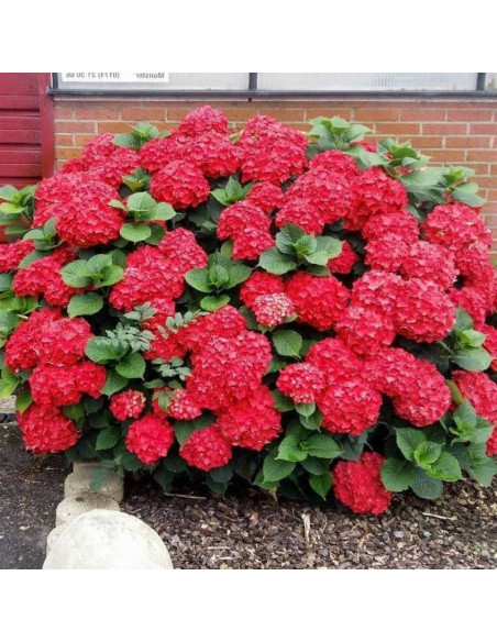 Pia Hydrangea macrophylla Hortensja ogrodowa