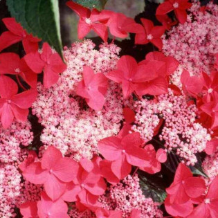 Hortensja ogrodowa Rotkehlchen Hydrangea macrophylla