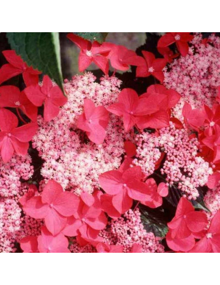 Hortensja ogrodowa Rotkehlchen Hydrangea macrophylla