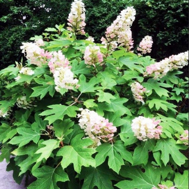 Hortensja dębolistna Applause Hydrangea quercifolia