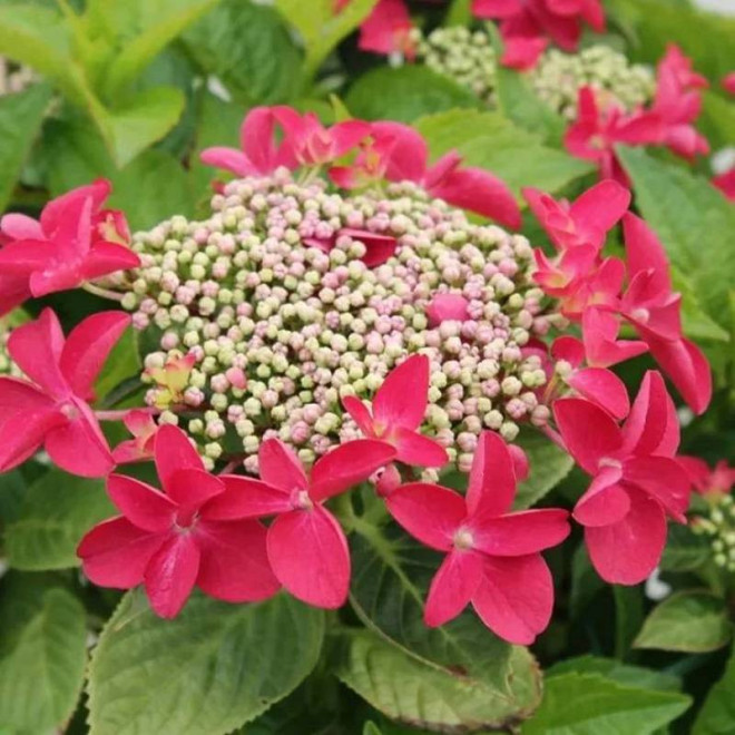 Rotkehlchen Hydrangea macrophylla Hortensja ogrodowa