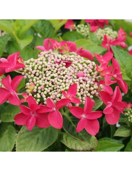 Rotkehlchen Hydrangea macrophylla Hortensja ogrodowa
