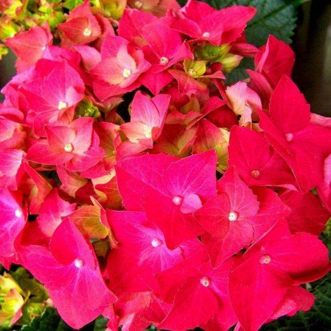 Hortensja ogrodowa Hydrangea macrophylla Rotkehlchen