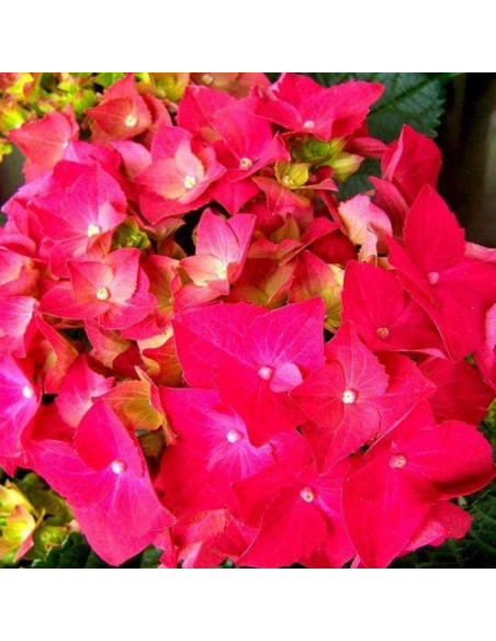 Hortensja ogrodowa Hydrangea macrophylla Rotkehlchen