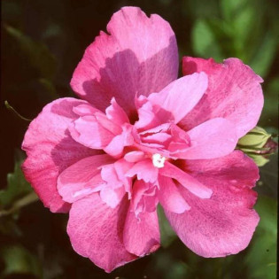 Ketmia syryjska Sanchoyo Hibiscus syriacus 2