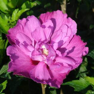 Ketmia syryjska Sanchoyo Hibiscus syriacus