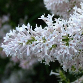 Lilak Agnes Smith Syringa