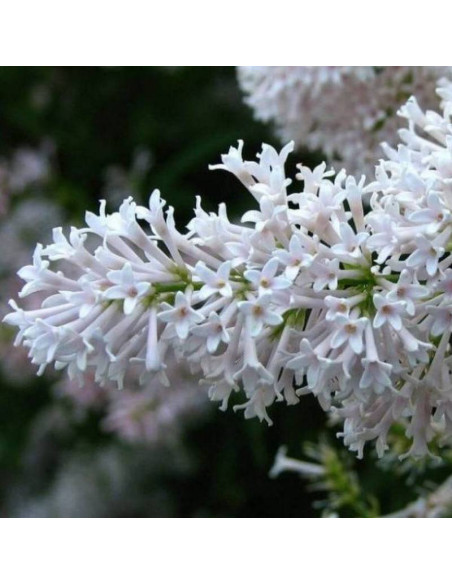 Lilak Agnes Smith Syringa