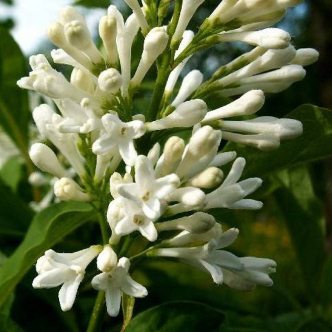 Agnes Smith Syringa Lilak