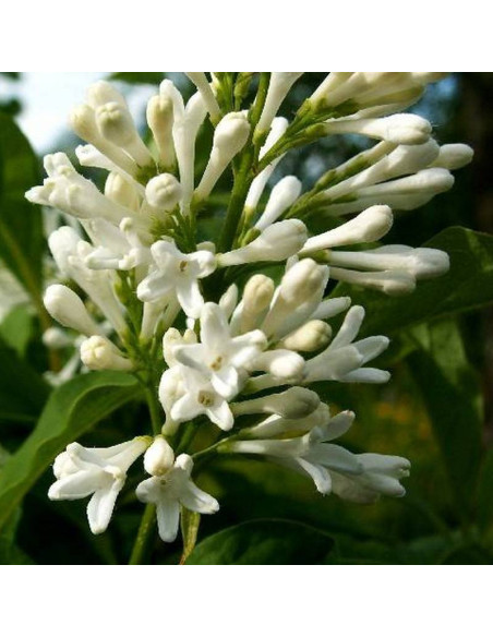 Agnes Smith Syringa Lilak