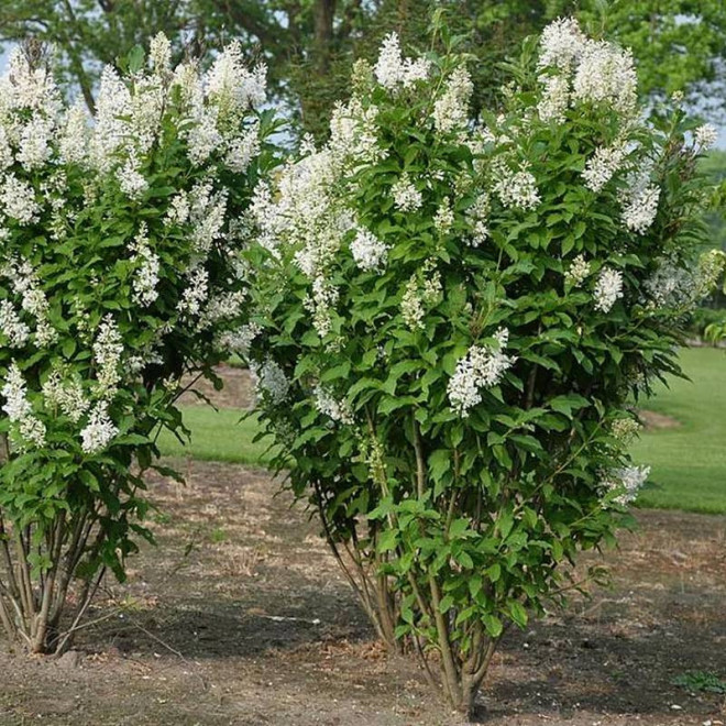 Lilak Syringa Agnes Smith