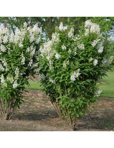 Lilak Syringa Agnes Smith