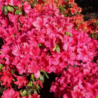 Azalia japońska Drapa Rhododendron obtusum - Szkółka Roślin Florela