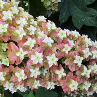Hortensja dębolistna Black Porch Hydrangea quercifolia