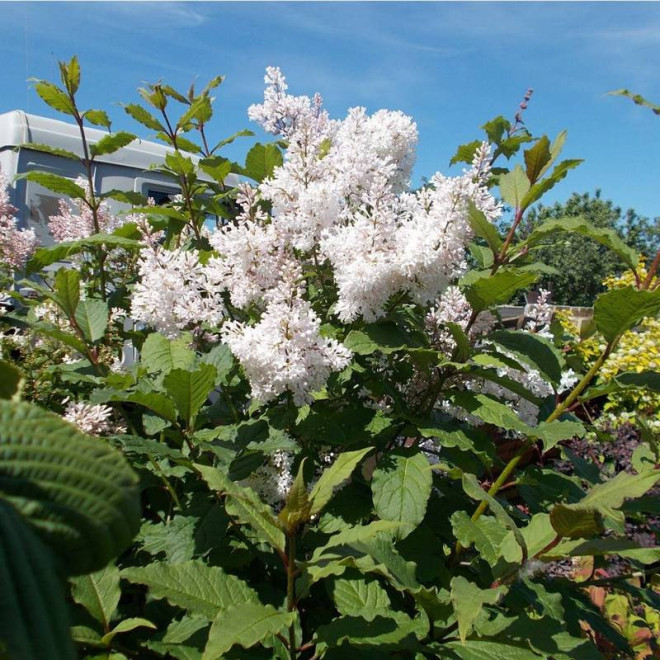 Syringa Lilak Agnes Smith