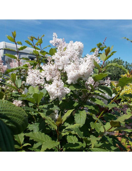 Syringa Lilak Agnes Smith