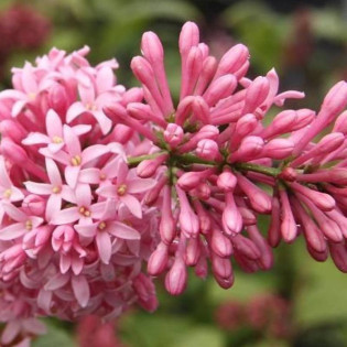 Miss Canada Syringa Lilak