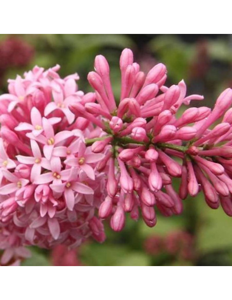 Miss Canada Syringa Lilak