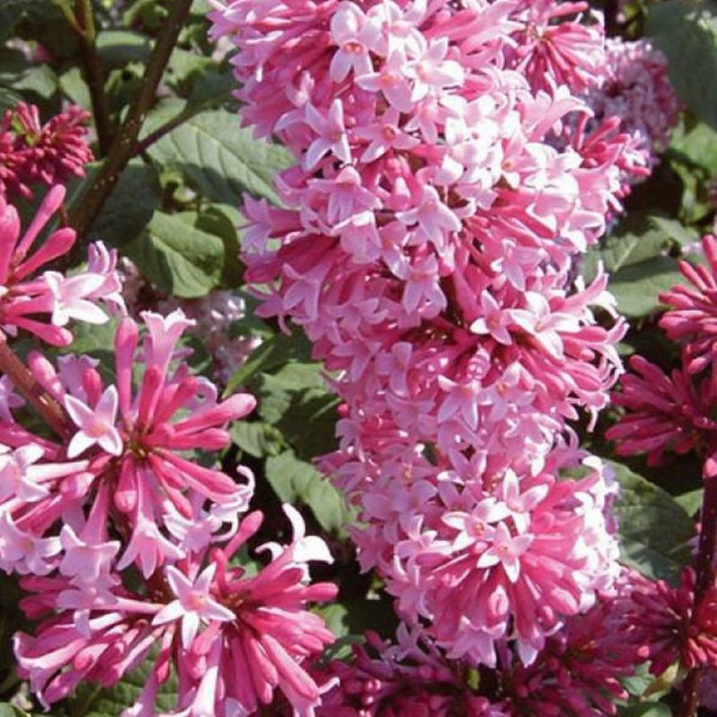 Lilak Miss Canada Syringa