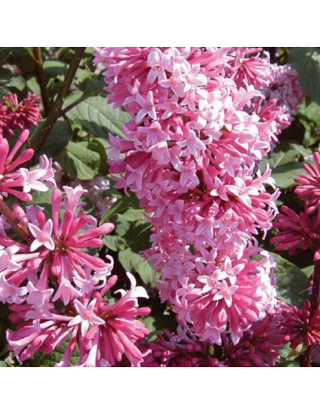 Lilak Miss Canada Syringa