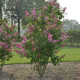 Miss Canada Syringa Lilak 2