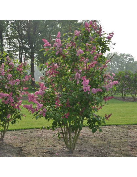 Lilak Miss Canada Syringa - Szkółka Florela
