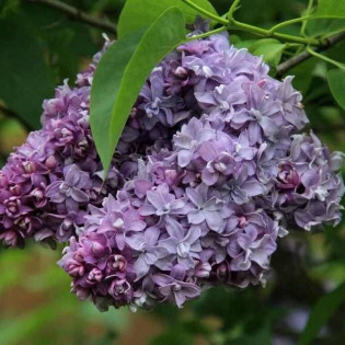 Nadezhda Syringa vulgaris Lilak pospolity