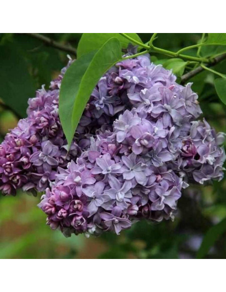 Nadezhda Syringa vulgaris Lilak pospolity