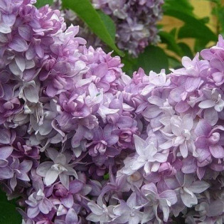 Nadezhda Syringa vulgaris Lilak pospolity 2