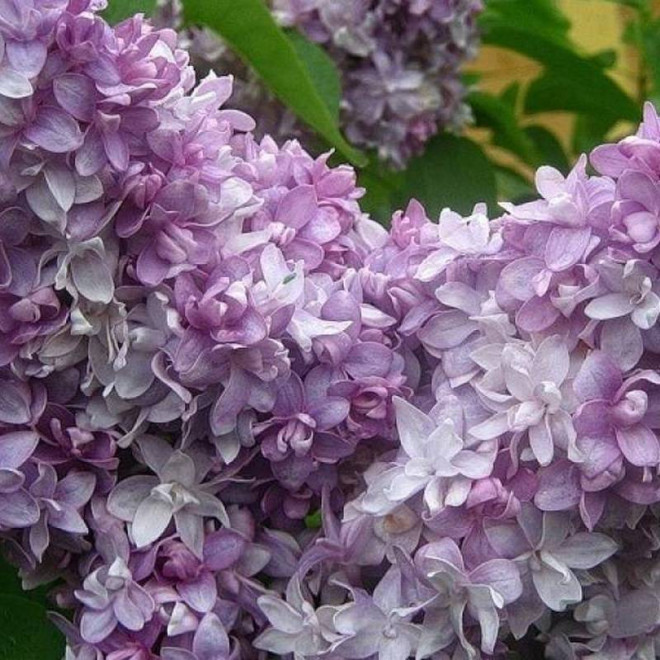 Lilak pospolity Nadezhda Syringa vulgaris Lilak pospolity Nadezhda Syringa vulgaris