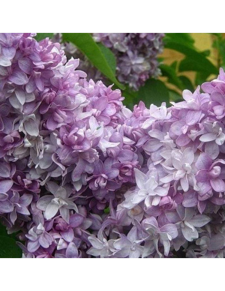 Lilak pospolity Nadezhda Syringa vulgaris