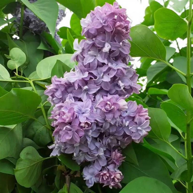 Lilak pospolity Syringa vulgaris Nadezhda Lilak pospolity Syringa vulgaris Nadezhda