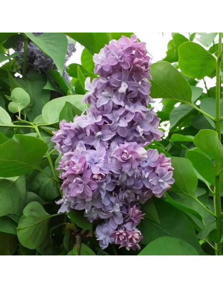 Lilak pospolity Syringa vulgaris Nadezhda